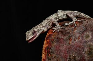 Close up of Kotschy's Naked toed Gecko in its natural habitat, on a tree stump Mediodactylus kotschyi. A gecko licking its eye. photo