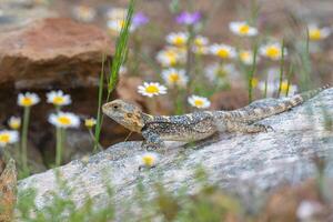 gris hardun lagarto, laudakia estelio en un rock en sus natural hábitat. blanco margaritas en el alrededores. foto