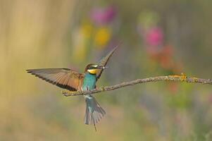 A European Bee-eater lands on a branch with an insect in its mouth. photo