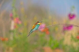 European Bee-eater Merops apiaster standing on a branch. Blurred coloured flowers in the background. photo