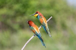 European Bee-eaters, Merops apiaster on the branch. Green background. Colourful birds. photo