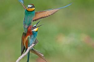 europeo comedor de abejas, merops apiastro, con alas desparramar. verde antecedentes. vistoso aves. foto