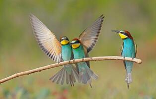 European Bee-eater standing on a branch with their wings spread. photo