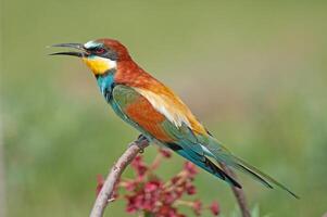 European Bee-eaters, Merops apiaster on the branch. Green background. Colourful birds. photo