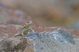 Grey hardun lizard, Laudakia stellio on a rock in its natural habitat. photo