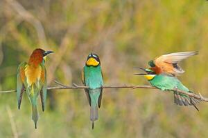 europeo comedor de abejas merops apiaster luchando en un rama foto