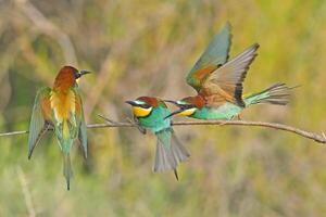 europeo comedor de abejas merops apiaster luchando en un rama foto