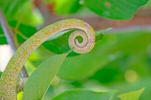 Spiral shaped chameleon tail. Chamaeleo chamaeleon. photo