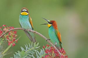 A pair of bee-eaters sitting on a perch. photo