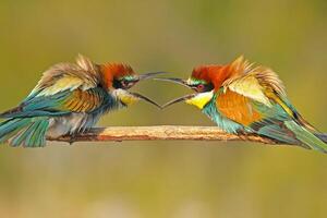 Two bee-eaters playing on a branch. Bee-eater with wings open photo