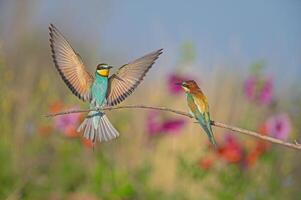 European Bee-eater Merops apiaster with wings outstretched. Blurred coloured flowers in the background. photo