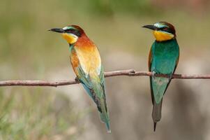 europeo abejarucos, merops apiaster en el rama. verde antecedentes. vistoso aves. espalda detalle. foto