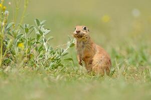 Ground Squirrel is feeding and looking around. photo