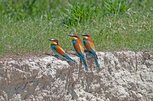 European Bee-eaters, Merops apiaster in nesting habitat. photo