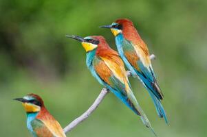 European Bee-eaters, Merops apiaster on the branch. Green background. Colourful birds. photo