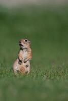 un ardilla en el verde césped. anatolian souslik, suelo ardilla, espermófilo xantoprimno foto