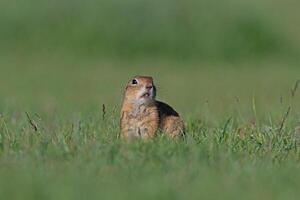 A squirrel in the green grass. Anatolian Souslik-Ground Squirrel,Spermophilus xanthoprymnus photo