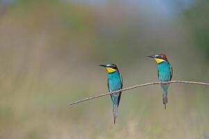 europeo abejarucos merops apiaster en pie en un rama. natural, borroso antecedentes. foto