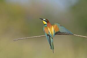 European Bee-eater on a branch looking around in Burdur, Turkey photo