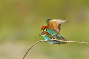 Two European bee-eater, Merops apiaster, sitting on a stick mating, in nice warm morning light, Burdur,Turkey. photo