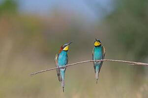 europeo abejarucos merops apiaster en pie en un rama. natural, borroso antecedentes. foto