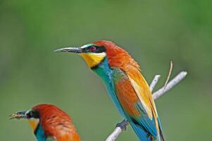 European Bee-eaters, Merops apiaster on the branch. Green background. Colourful birds. photo