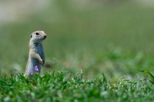 A squirrel standing in the green grass. Anatolian Souslik,Ground Squirrel,Spermophilus xanthoprymnus photo