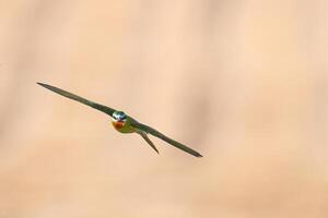 Blue-cheeked Bee-eater, Merops persicus flying in the sky. photo