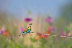 europeo comedor de abejas merops apiaster en pie en un rama con un insecto en sus boca. foto