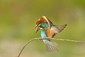 Two European bee-eaters, Merops apiaster, sitting on a stick fighting, in beautiful warm morning light, Burdur, Turkey. photo