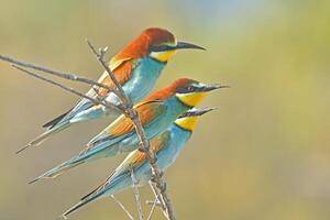 European Bee-eater standing on the branch. photo