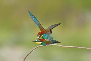 Two European bee-eater, Merops apiaster, sitting on a stick mating, in nice warm morning light, Burdur,Turkey. photo