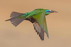 Blue-cheeked Bee-eater, Merops persicus brings food to the nest. photo
