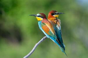 European Bee-eaters, Merops apiaster on the branch. Green background. Colourful birds. photo