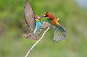 European Bee-eater, Merops apiaster, with wings spread. Green background. Colourful birds. photo