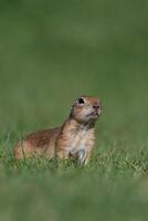 un ardilla en el verde césped. anatolian suelo souslik ardilla, espermófilo xantoprimno foto