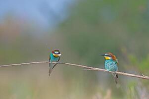 European Bee-eater Merops apiaster standing on a branch with an insect in its mouth. photo