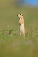 Ground Squirrel is standing and looking around. photo