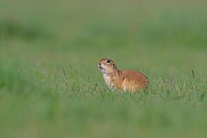 A squirrel in the green grass. Anatolian Souslik, Ground Squirrel,Spermophilus xanthoprymnus photo