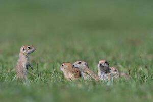 Baby squirrels in green grass. Anatolian Souslik-Ground Squirrel,Spermophilus xanthoprymnus photo