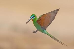 Blue-cheeked Bee-eater, Merops persicus brings food to the nest. photo