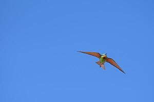 Blue-cheeked Bee-eater, Merops persicus flying in the sky. photo
