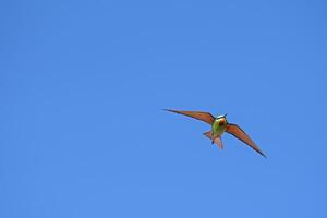 mejillas azules comedor de abejas, merops pérsico volador en el cielo. foto