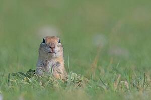 curioso ardilla mirando alrededor en el verde césped. anatolian suelo souslik ardilla, espermophilus xantoprimno foto