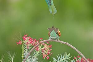 cola de el europeo comedor de abejas, merops apiastro. verde antecedentes. vistoso aves. foto