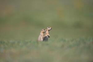 dos ardillas en pie en el verde césped. anatolian souslik, suelo ardilla, espermophilus xantoprimno foto