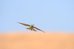 Blue-cheeked Bee-eater, Merops persicus flying in the sky. photo