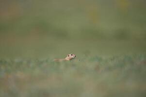 un ardilla con un araña en sus cabeza. anatolian souslik, suelo ardilla, espermophilus xantoprimno foto