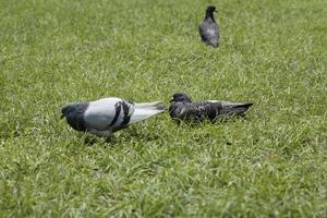 pigeons on the grass in the park closeup of photo