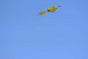 Blue-cheeked Bee-eater, Merops persicus flying in the sky. photo